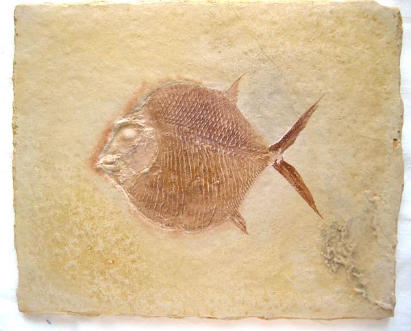 Kugelzahnfisch, Gyrodus circularis