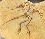 Urvogel, Archaeopteryx