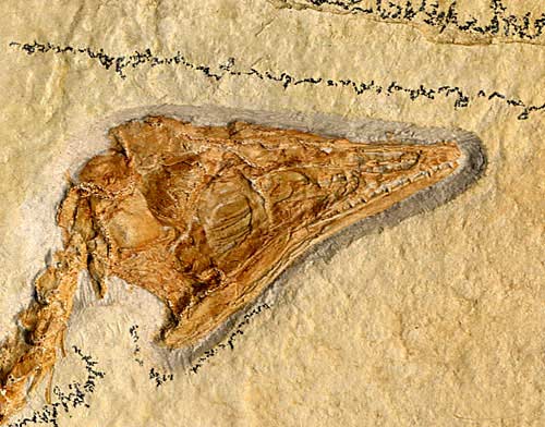 Urvogel, Archaeopteryx lithographica