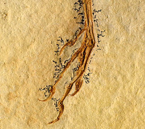 Urvogel, Archaeopteryx lithographica