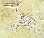 Flugsaurier, Pterodactylus