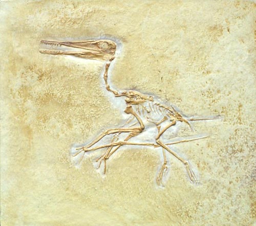 Flugsaurier, Pterodactylus