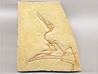 Flugsaurier, Pterodactylus elegans