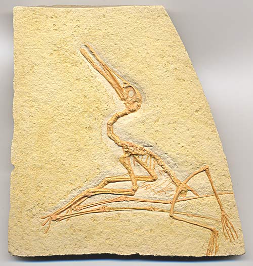 Flugsaurier, Pterodactylus