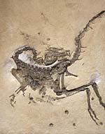 Compsognathus