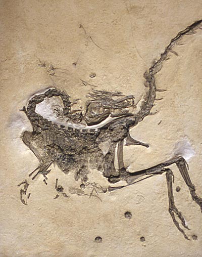 kleinster Saurier der Welt, Compsognathus