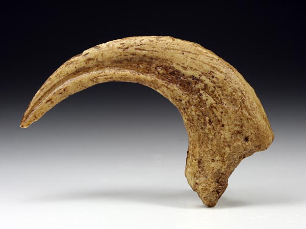 dinosaurierkrallen und reptilien zum kaufen: veloceraptor mongoliensis