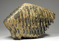 Mammutbackenzahn