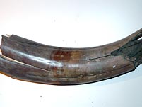 Mammutsto�zahn