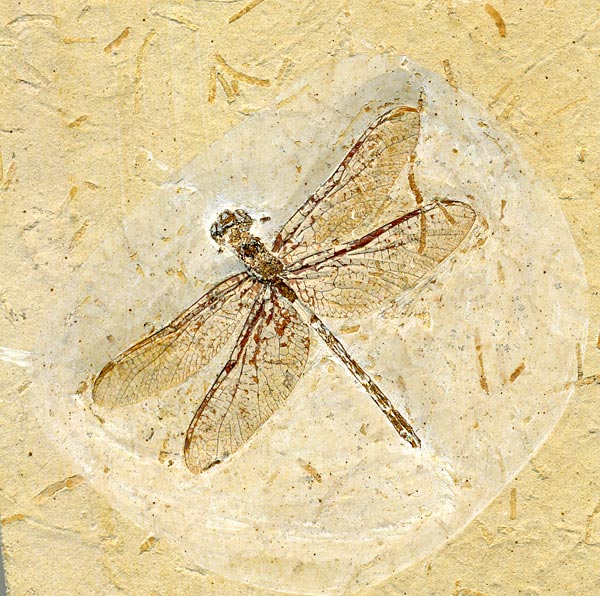 Insekten aus der Santana-Formation