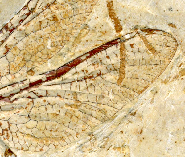 Insekten aus der Santana-Formation