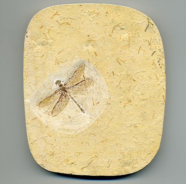 Insekten aus der Santana-Formation