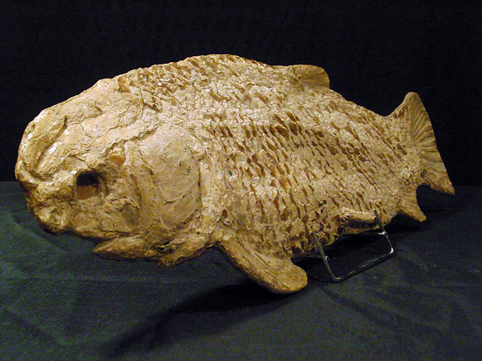 Fisch aus der Santana Formation, Brasilien