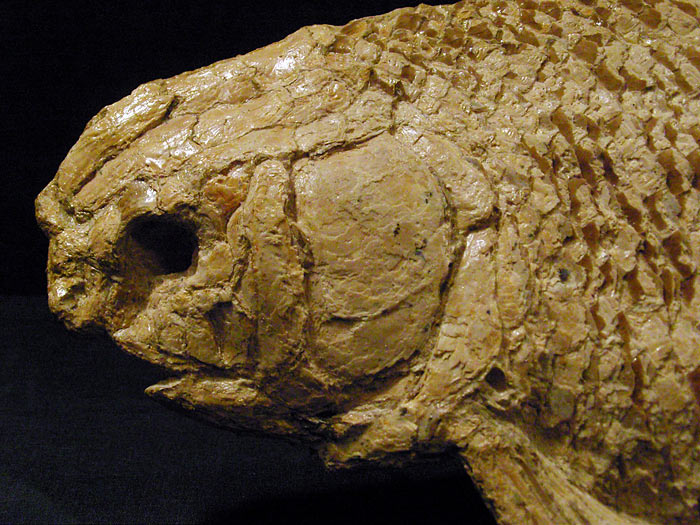 Fisch aus der Santana Formation, Brasilien