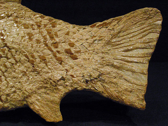 Fisch aus der Santana Formation, Brasilien