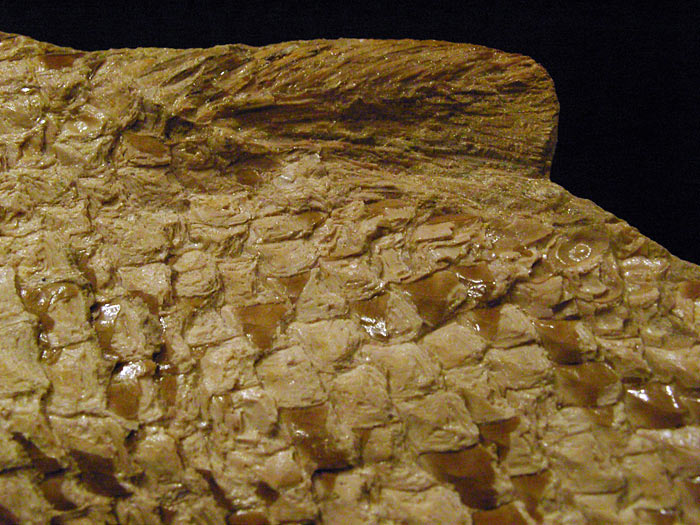 Fisch aus der Santana Formation, Brasilien