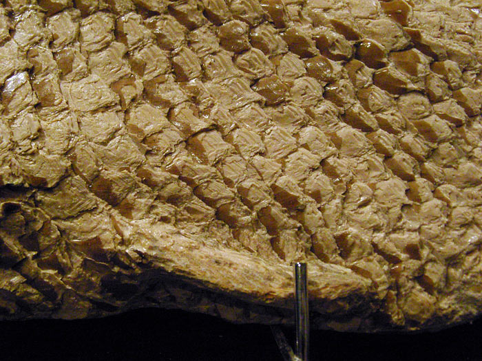 Fisch aus der Santana Formation, Brasilien