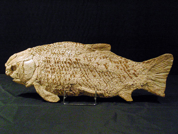 Fisch aus der Santana Formation, Brasilien