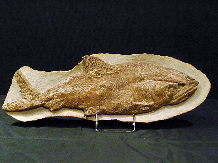 Fisch aus der Santana Formation, Brasilien