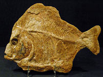 versteinerter Fisch aus Brasilien