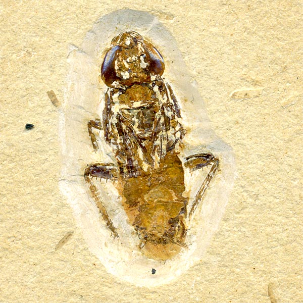 Insekten aus der Santana-Formation