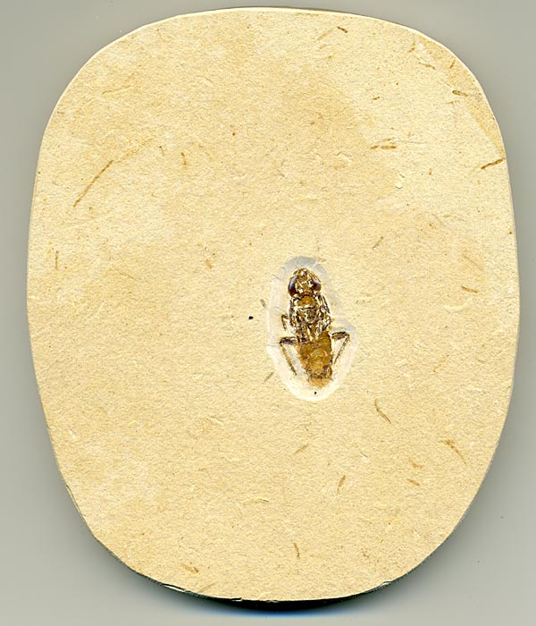 Insekten aus der Santana-Formation