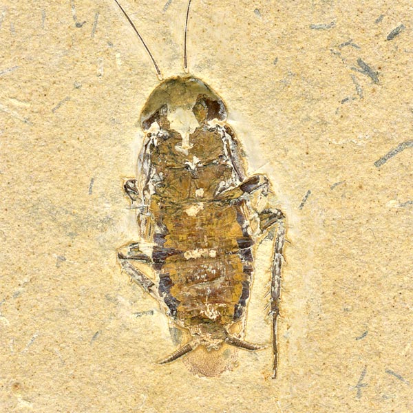 Insekten aus der Santana-Formation