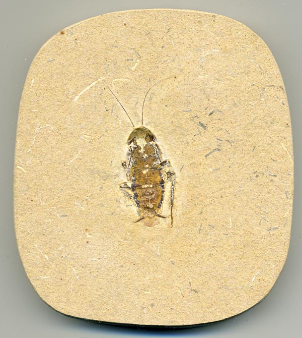 Insekten aus der Santana-Formation