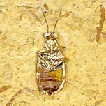 Insekten aus der Santana Formation