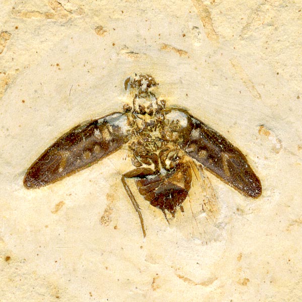 Insekten aus der Santana-Formation