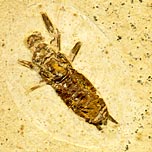 Ohrwurm aus der Santana Formation
