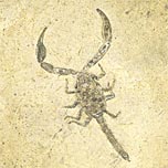 Skorpion aus der Santana Formation