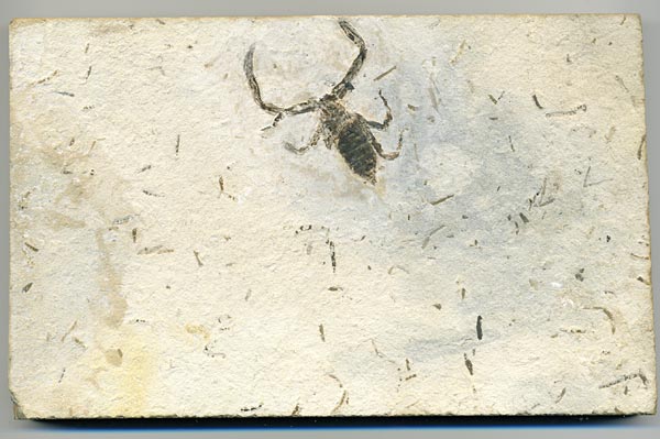 Insekten aus der Santana-Formation