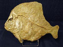 versteinerter Fisch aus Brasilien