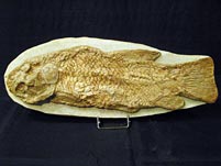versteinerter Fisch aus Brasilien