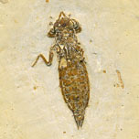 Libelle aus der Santana Formation