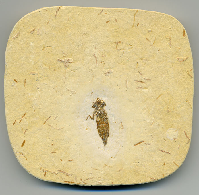 Insekten aus der Santana-Formation