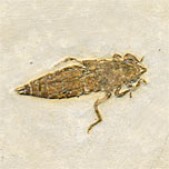 Libelle aus der Santana Formation