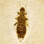 Ohrwurm aus der Santana Formation