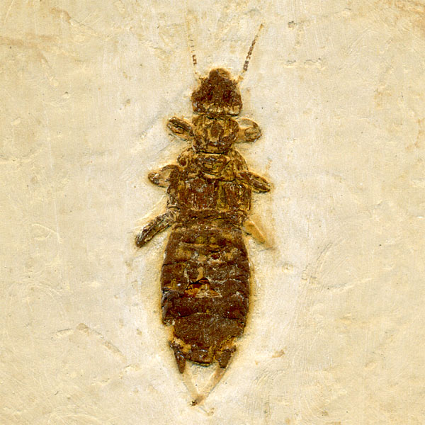 Insekten aus der Santana-Formation