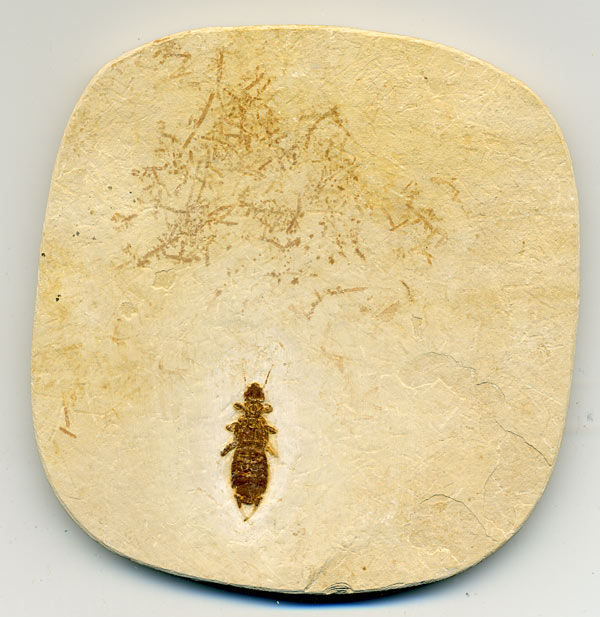 Insekten aus der Santana-Formation