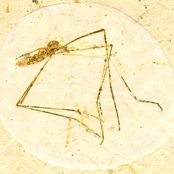 Insekten aus der Santana-Formation