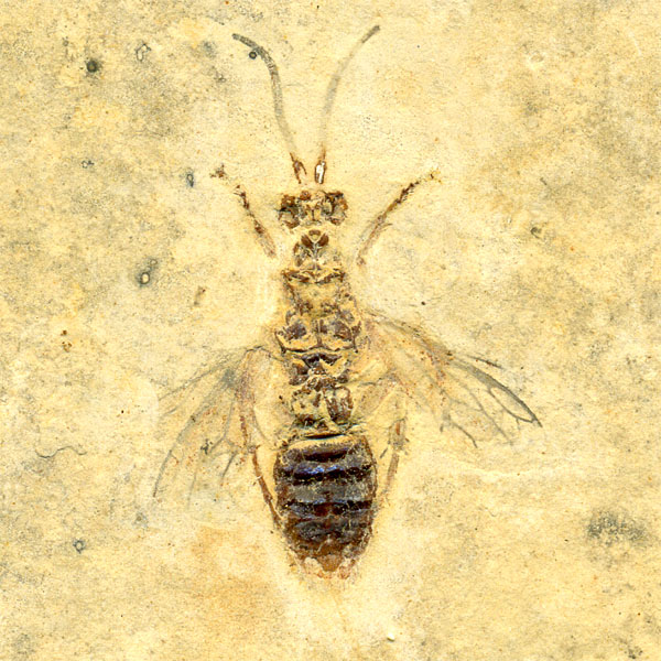 Insekten aus der Santana-Formation