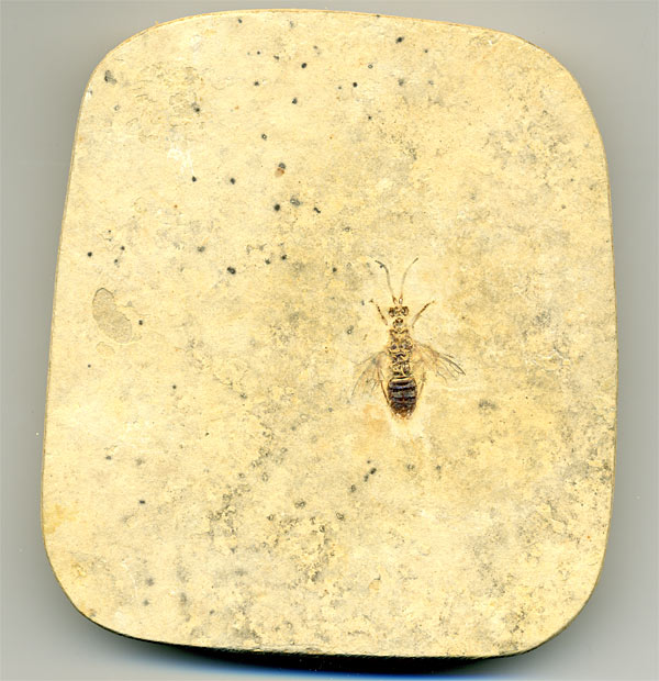 Insekten aus der Santana-Formation
