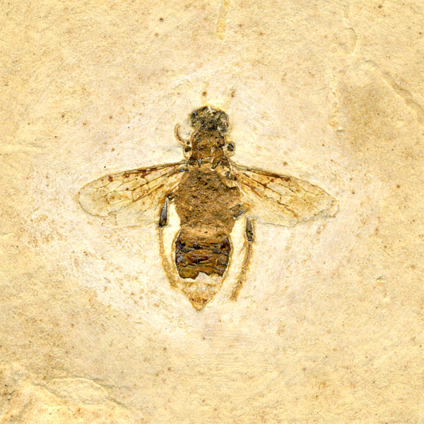 Insekten aus der Santana-Formation