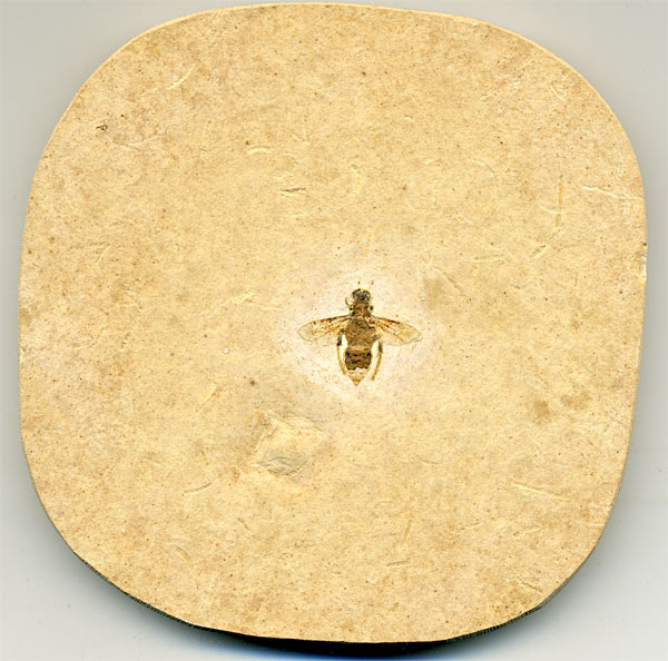 Insekten aus der Santana-Formation