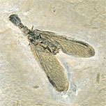 Kamelhalsfliege aus der Santana Formation