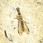 Kamelhalsfliege aus der Santana Formation