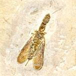Kamelhalsfliege aus der Santana Formation