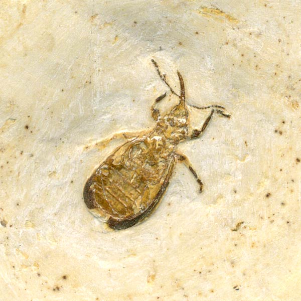 Insekten aus der Santana-Formation